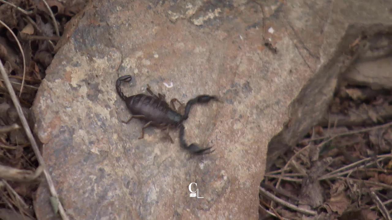 Des scorpions vivent à deux pas de la ville de Sion.