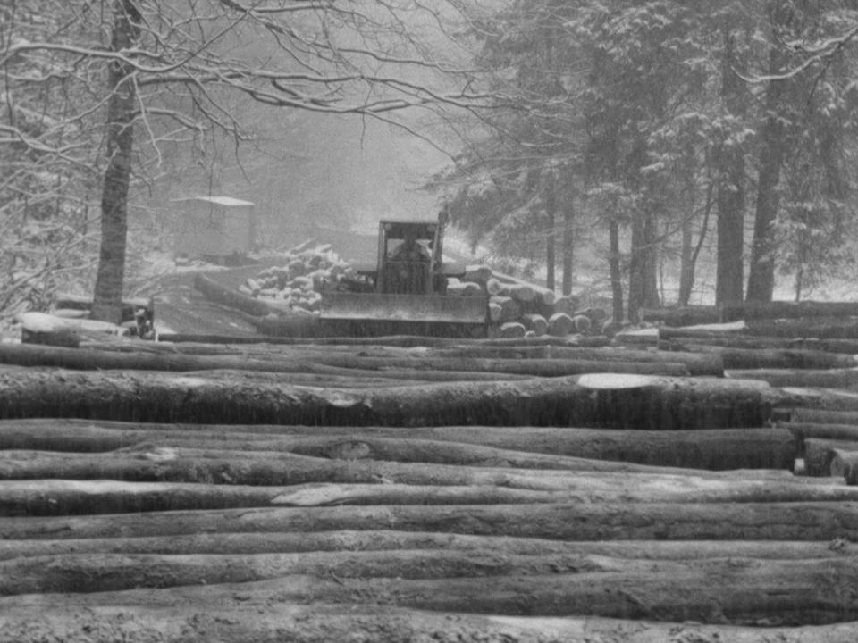 Forêt : vache à lait ?