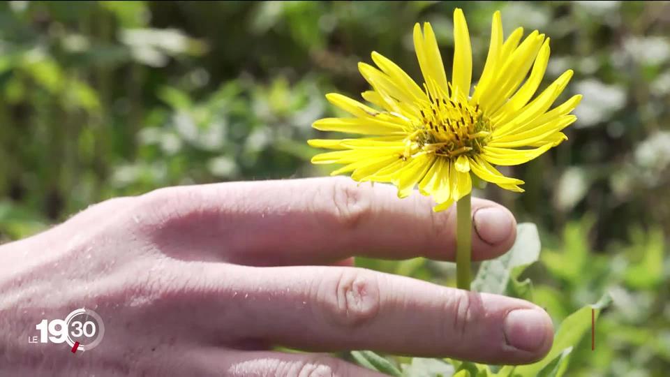 La silphie, très résistante à la sécheresse et moins gourmande en eau, vient d’être introduite en Suisse