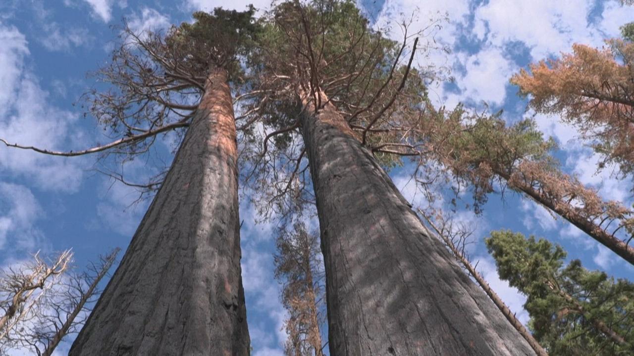 Les séquoias de Californie ont-ils besoin d'aide après les incendies géants?