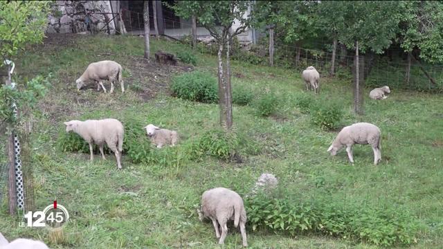 Un loup pourrait avoir réalisé un carnage dans le Jura bernois : sept moutons retrouvés morts sur l'un des versants du Chasseral