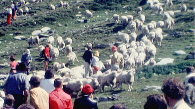 La grande fête des moutons [RTS]