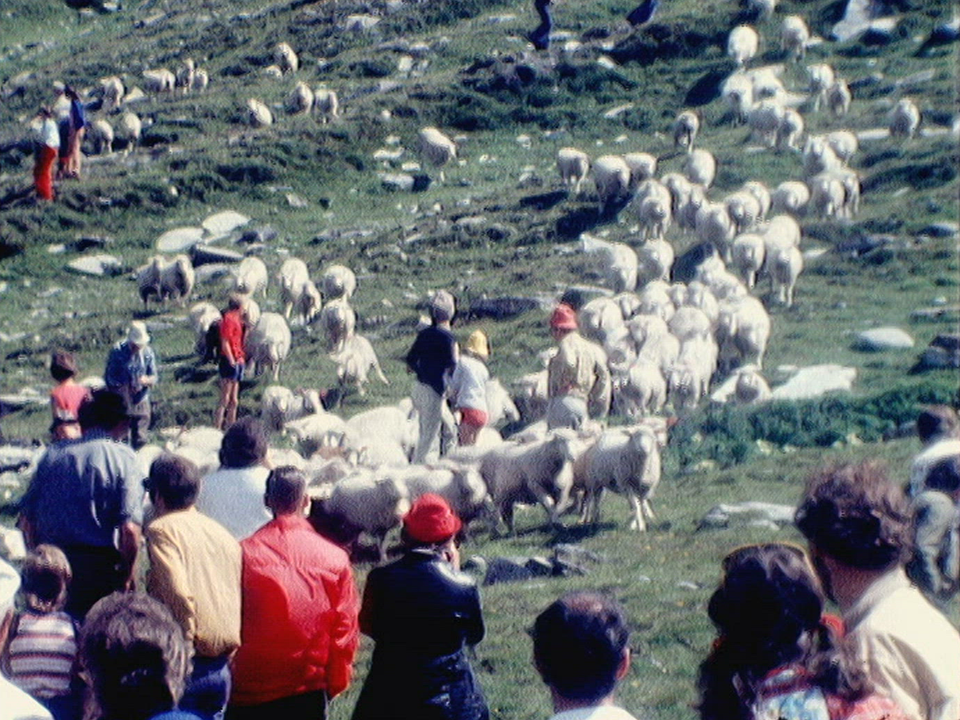 La grande fête des moutons [RTS]