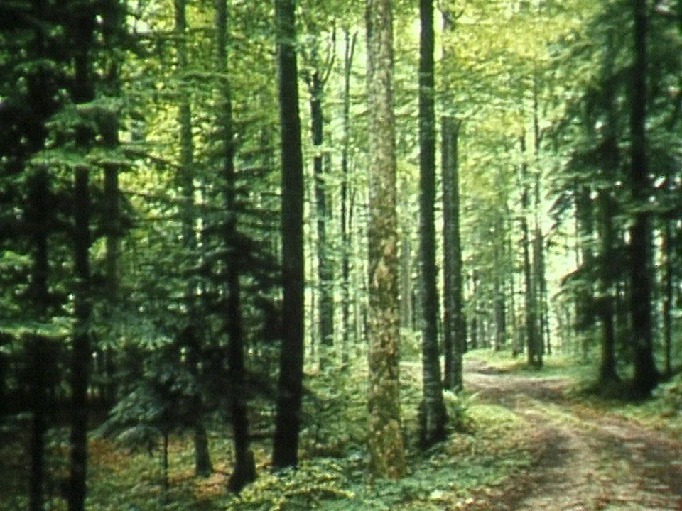 La forêt fait sa place