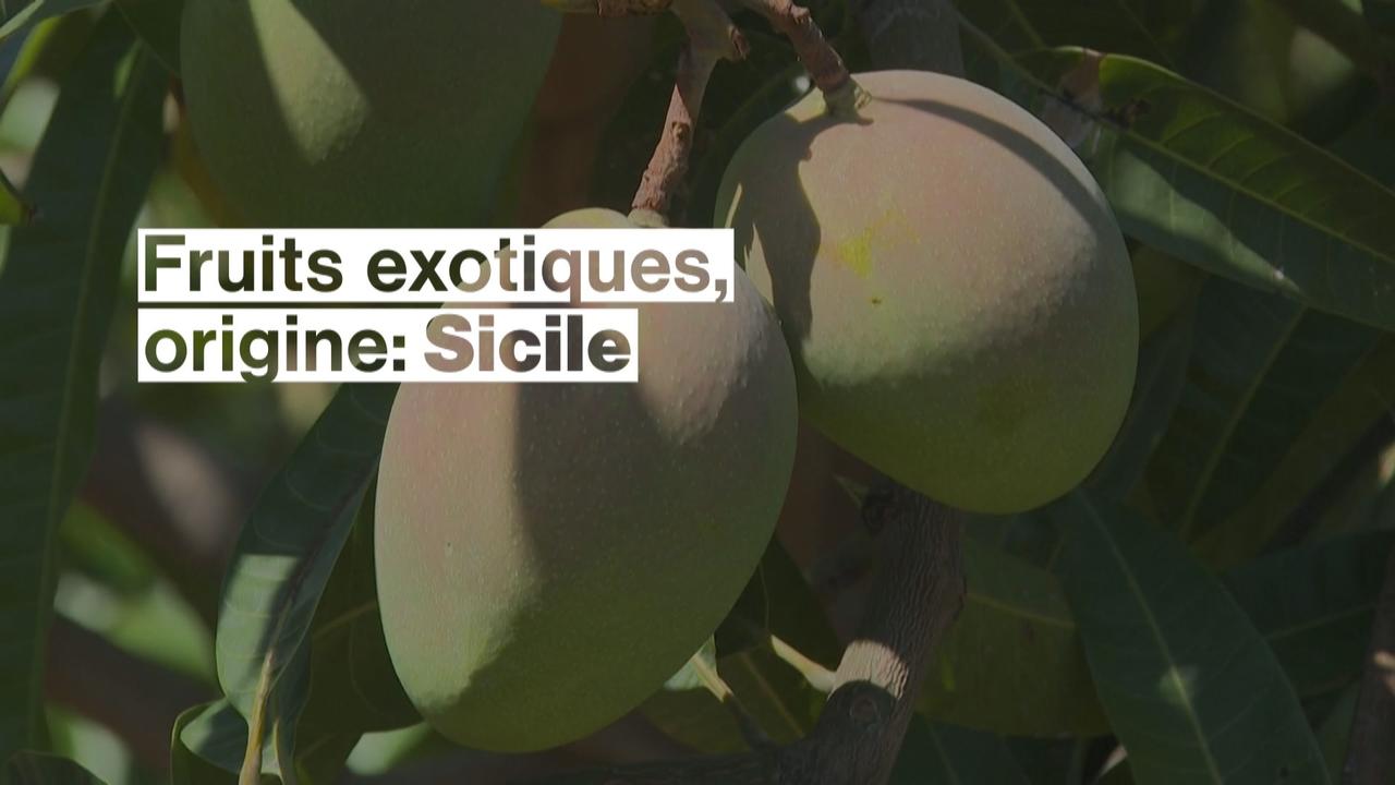 Les fruits exotiques débarquent en Sicile