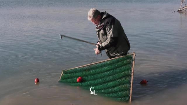 Quand le niveau du lac de la Gruyère (FR) est abaissé au printemps, les pêcheurs installent des frayères pour favoriser la reproduction des poissons