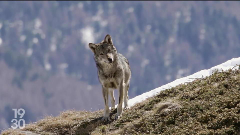 Les recours en justice d’organisations environnementales contraignent le Valais à suspendre les tirs de régulation sur les meutes de loups