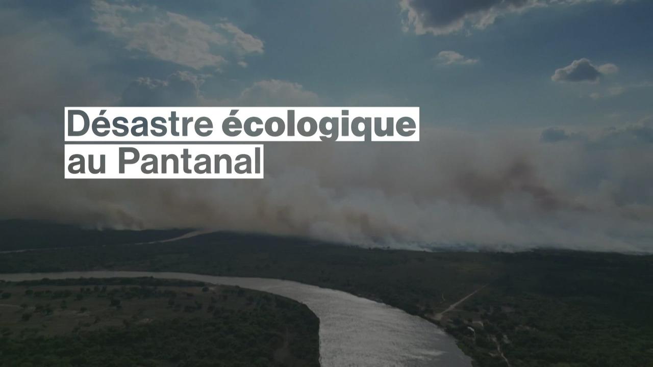 La faune et la flore en détresse dans le Pantanal brésilien en flammes