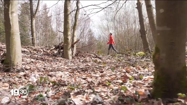 La présence du loup dans la Broye est confirmée. Une pétition demande des tirs de régulation