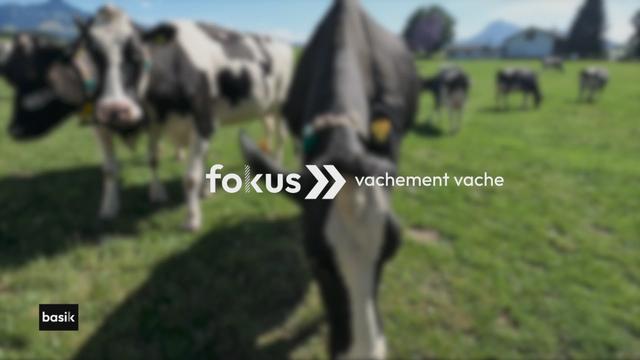 fokus : vachement vache