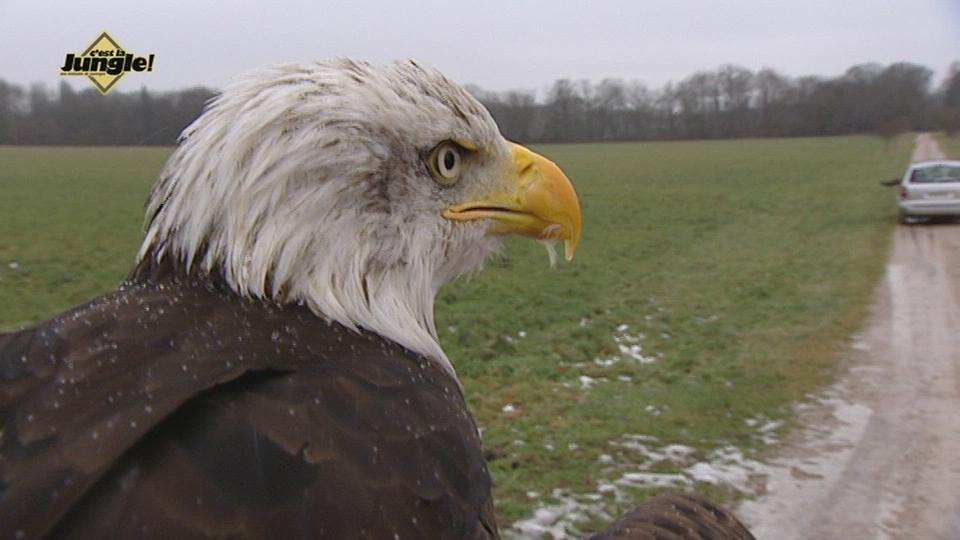 L'aigle des Vernets