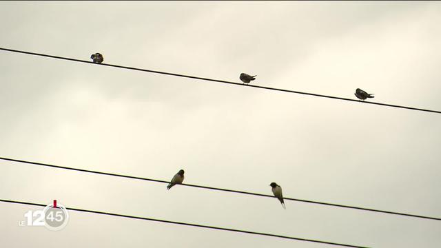 De plus en plus rares, les hirondelles du Parc Régional du Doubs sont actuellement recensées par des écoliers.