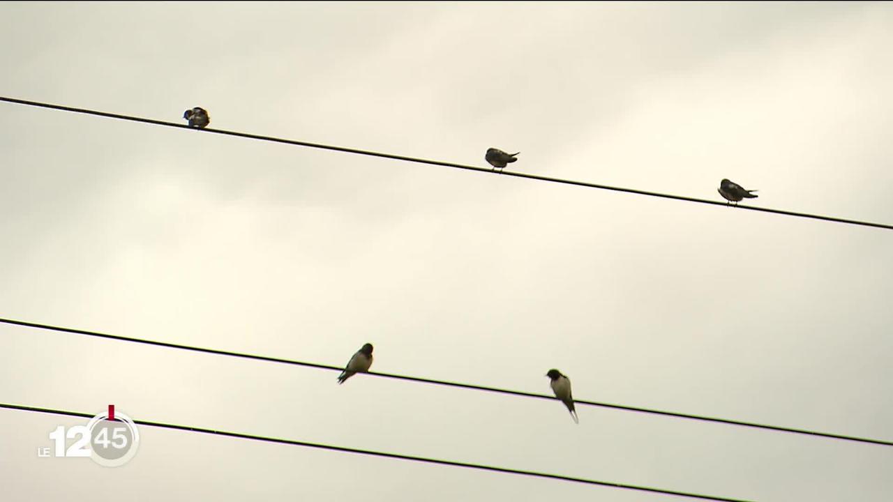 De plus en plus rares, les hirondelles du Parc Régional du Doubs sont actuellement recensées par des écoliers.