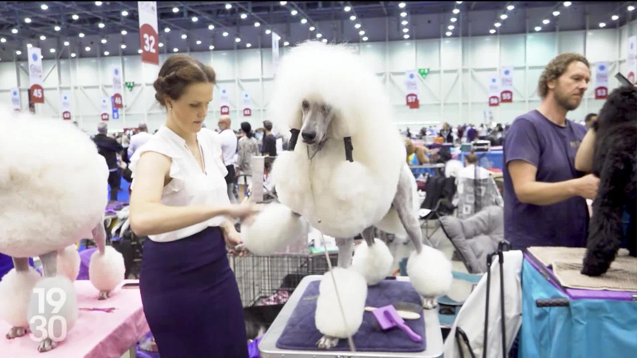 World Dog show : Genève accueille la plus grande exposition consacrée aux chiens.