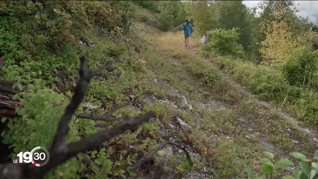 20 ans après l'incendie, la forêt de Loèche abrite des oiseaux rares et des plantes oubliées.