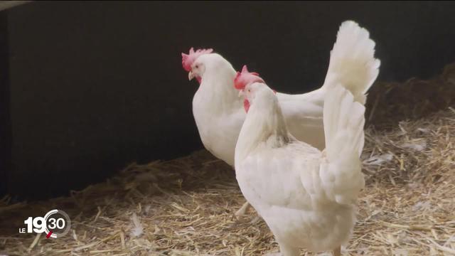 Un cas de grippe aviaire détecté en Suisse romande. Une campagne de dépistage va être menée dans les poulaillers