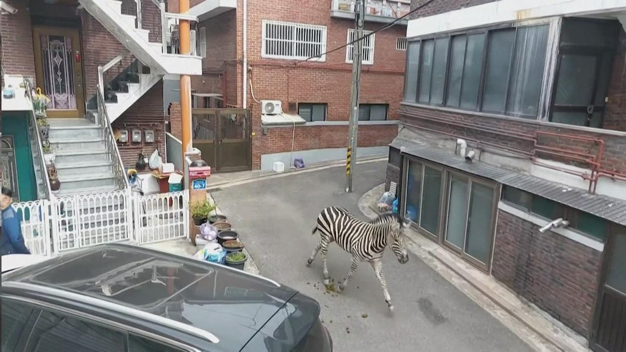 Un zèbre échappé d'un zoo perdu dans les rues de Séoul