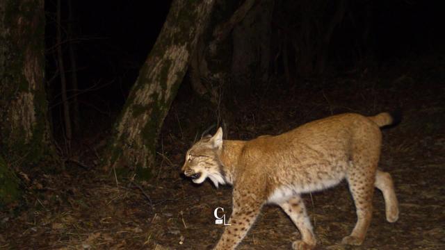 Le lynx fait sa star sous les pièges photos des scientifiques et des gardes faune.