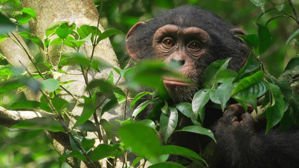 Anne-So What? - Chasse en bande organisée chez les chimpanzés