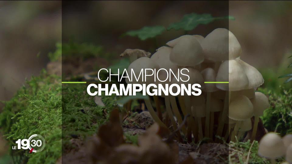 Les qualités nutritionnelles des champignons sont encore largement sous-estimées