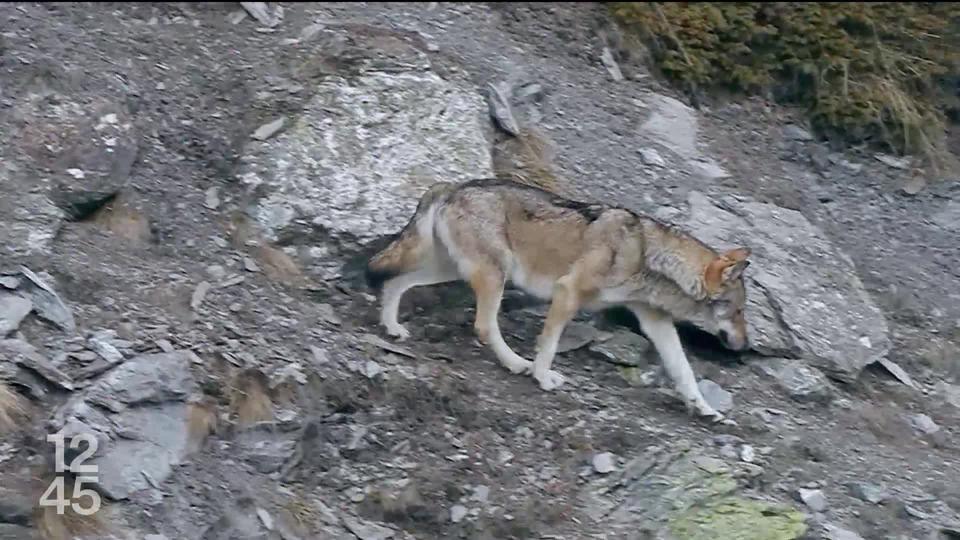 Les meutes de loups pourront être abattues à titre préventif malgré les critiques