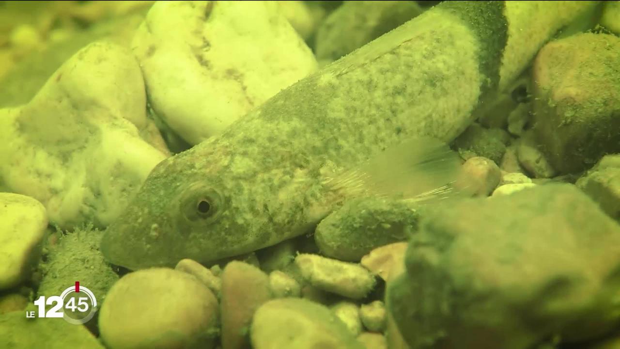 Des opérations de la dernière chance ont lieu pour tenter de préserver l’apron, poisson emblématique du Doubs