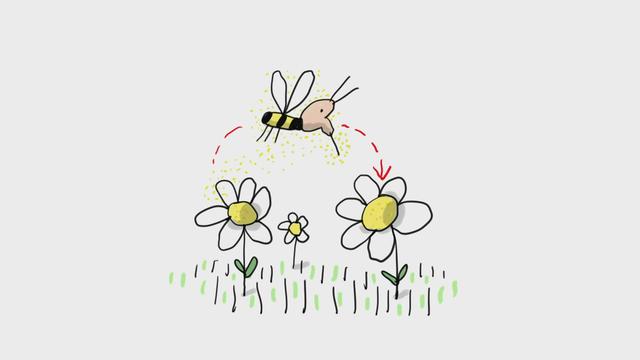 Pourquoi faut-il protéger les abeilles ?