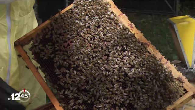 En Valais, une virulente épidémie de loque s'attaque aux abeilles