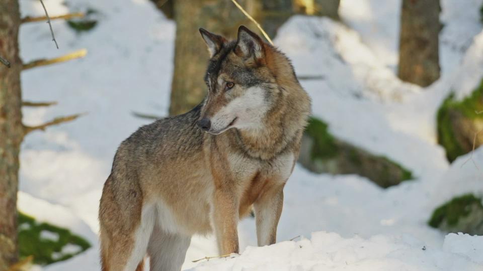 Anne-So What? - Comment le chien peut si bien nous émouvoir?