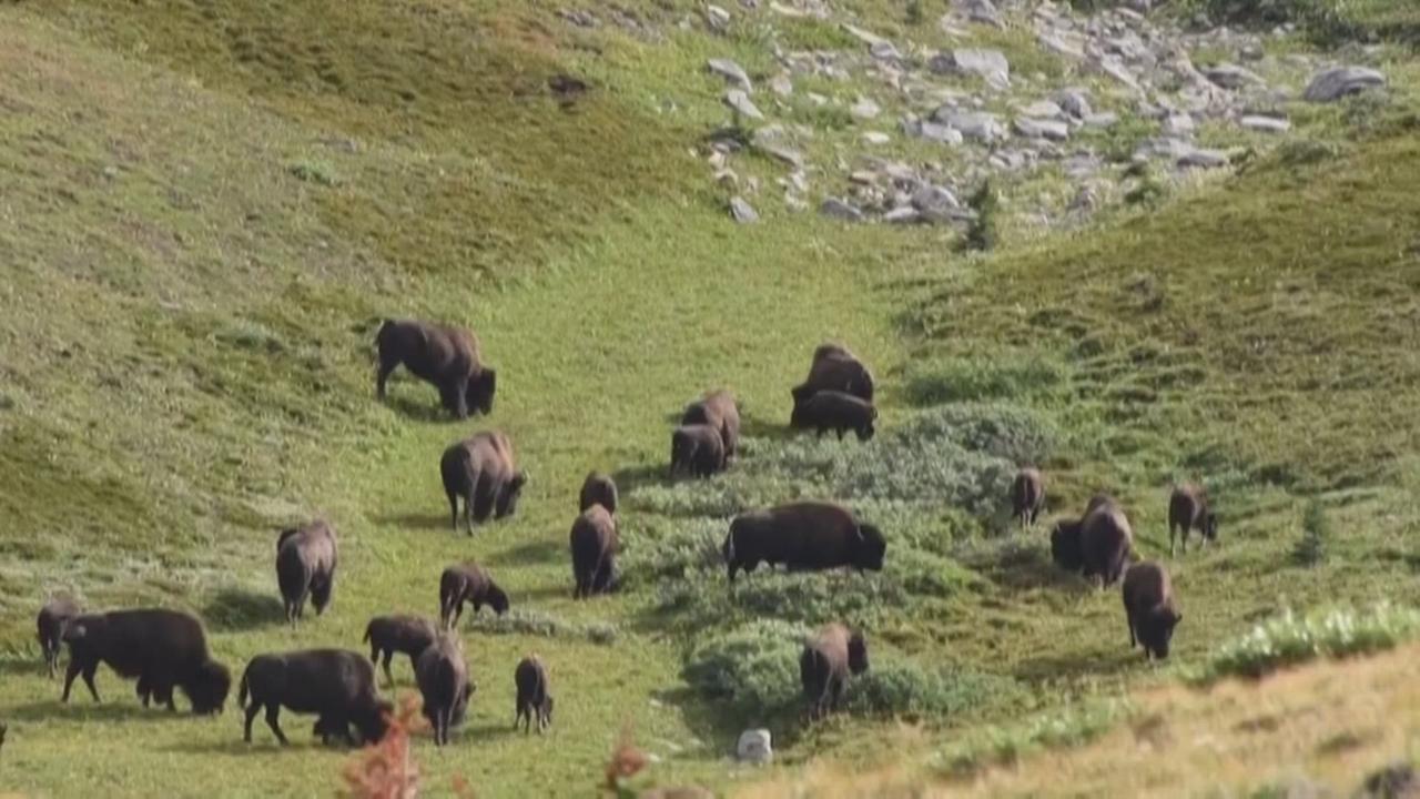 Les bisons se réapproprient leurs terres dans l'Ouest canadien