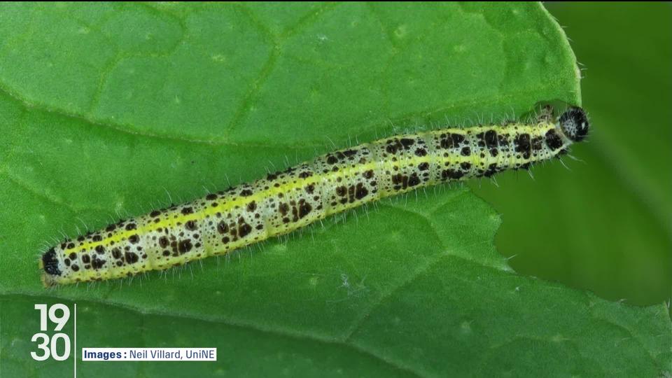 Le "prix Nobel suisse" pour la découverte des odeurs qui protègent les plantes