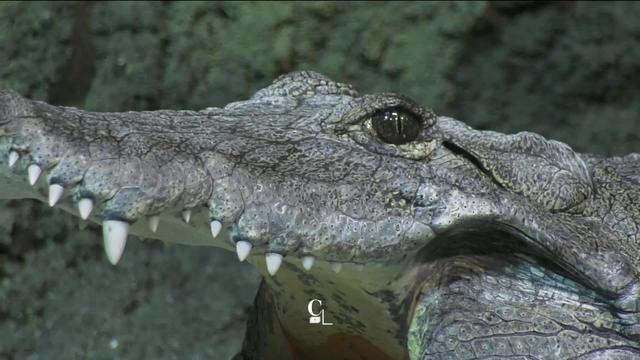 Les crocodiles versent-ils vraiment des larmes ?