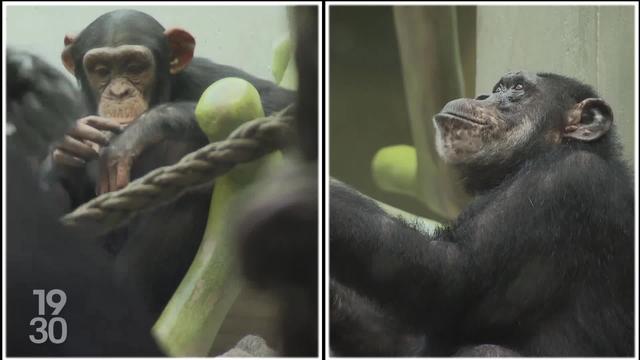 Des chercheurs suisses utilisent l’intelligence artificielle pour tenter de comprendre le langage des singes