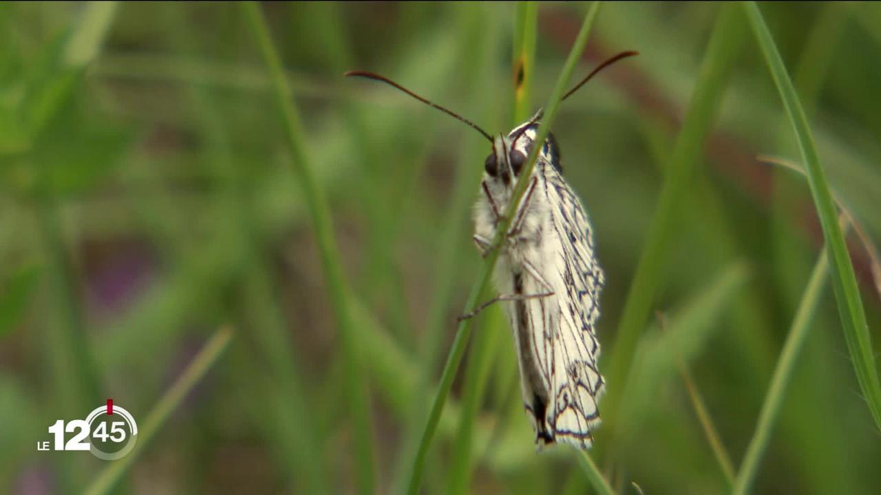 Pour favoriser la biodiversité, un projet de corridor à papillons se développe dans les jardins entre Chiètres et Macolin