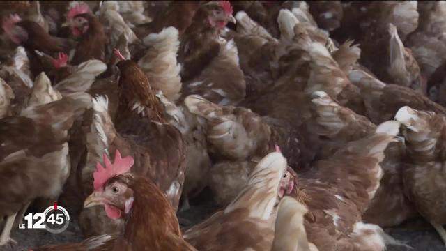 La grippe aviaire arrive en Suisse romande, un premier cas a été détecté dans le canton de Vaud