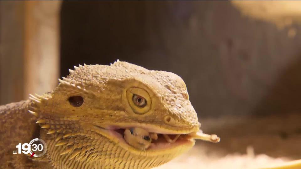 Des reptiles abandonnés par leurs propriétaires. Reportage au refuge du Locle (NE).