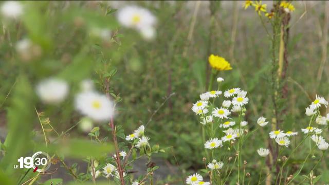 La vergerette se répand en Suisse et menace la biodiversité. Fribourg intensifie sa lutte contre cette plante invasive