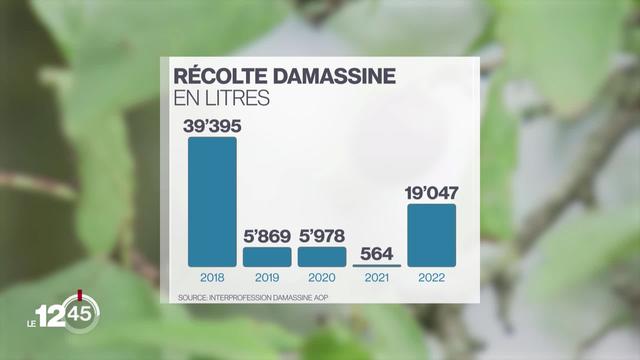 La récolte de damassines est maigre cette année dans le Jura