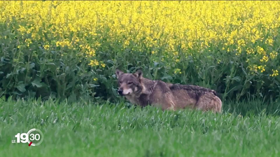 Un loup a été observé vendredi matin dans la campagne genevoise