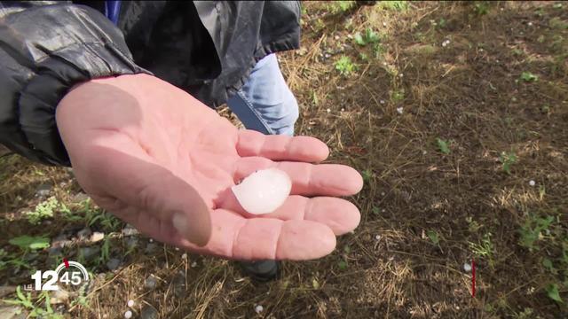 En Valais, la grêle a gravement endommagé les cultures de fruits et légumes