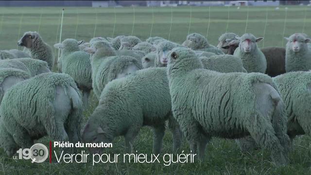 Des moutons verts dans le Chablais vaudois