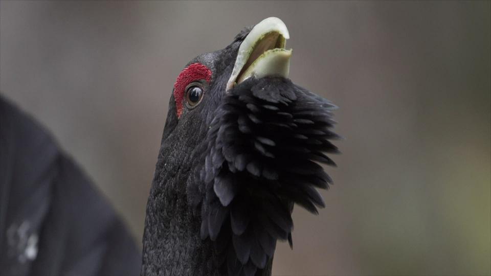 Anne-So What? - A quoi servent les paupières rouges des Tétras?