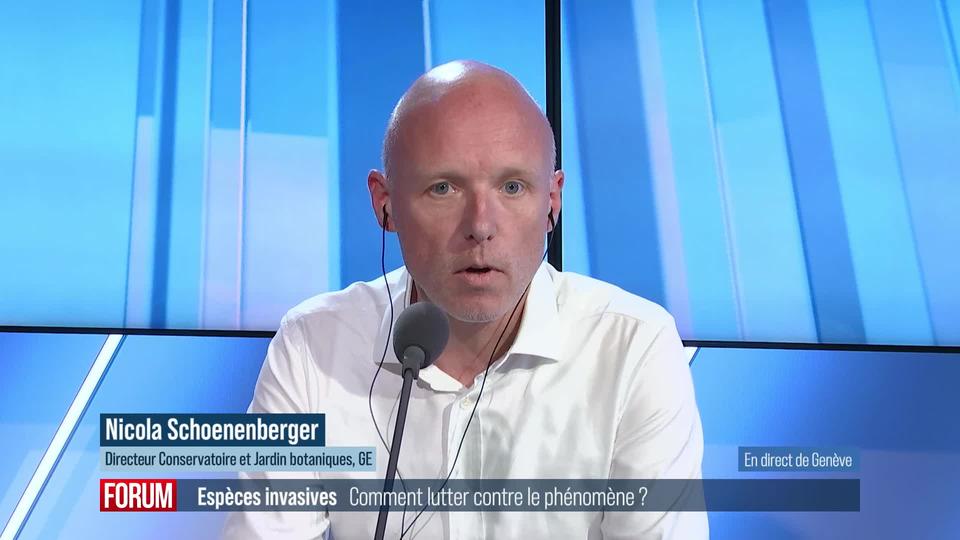 Comment lutter contre les espèces exotiques envahissantes? Interview de Nicola Schoenenberger