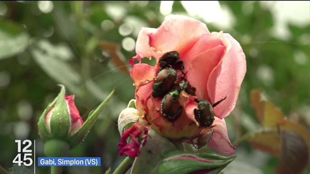 Constituant un danger pour 300 espèces de plantes, l'arrivée du scarabée japonais au pied des montagnes valaisannes inquiète les autorités