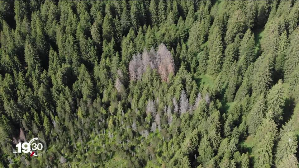 En Suisse, la sécheresse qui sévit depuis plusieurs semaines frappe durement les arbres