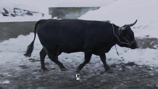 Nairobi, triple championne des combats de reine de la Foire du Valais, est aujourd’hui une heureuse vache à la retraite