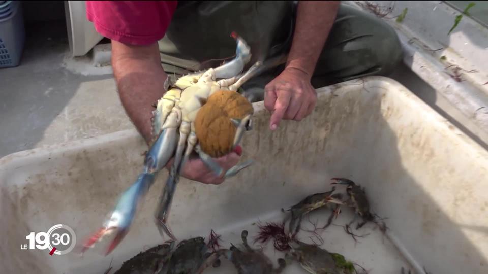 En Italie, le crabe bleu fait des ravages dans l'Adriatique. Il détruit les moules et les palourdes du delta du Pô