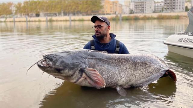 Le silure : un "monstre" de plus en plus courant dans nos lacs et rivières