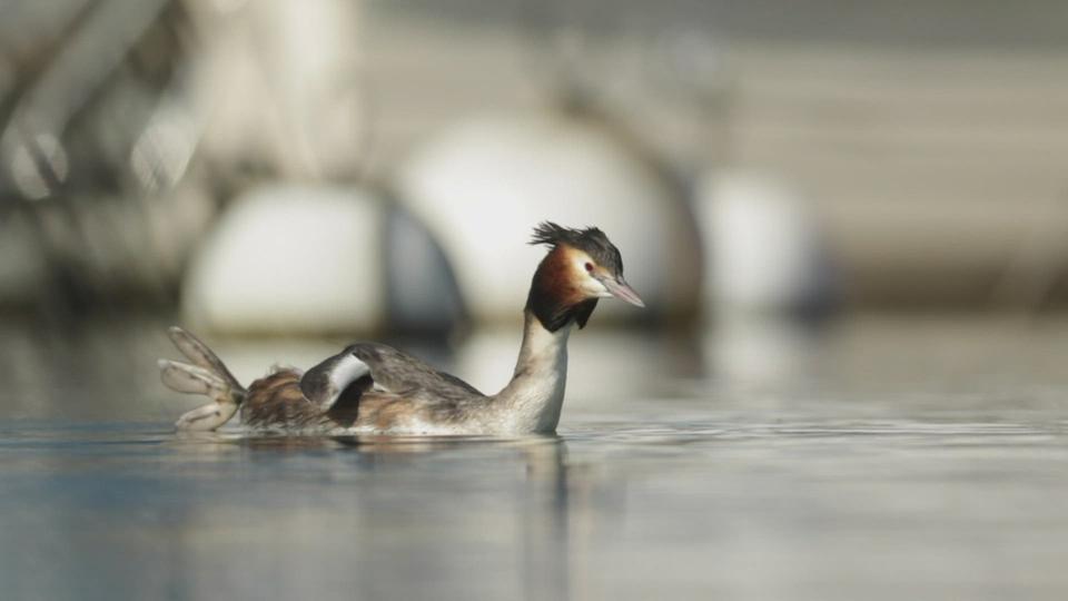 Anne-So What ? - Le grèbe, oiseau pro de la pêche sous l’eau