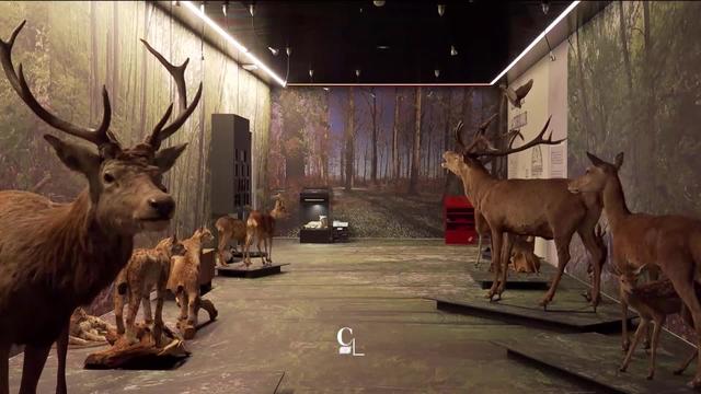 Les musées d’histoire naturelle regorgent de curiosités témoignant de l'évolution des sciences de la nature. Reportage à Sion